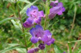 Penstemon flowers Penstemon flowers